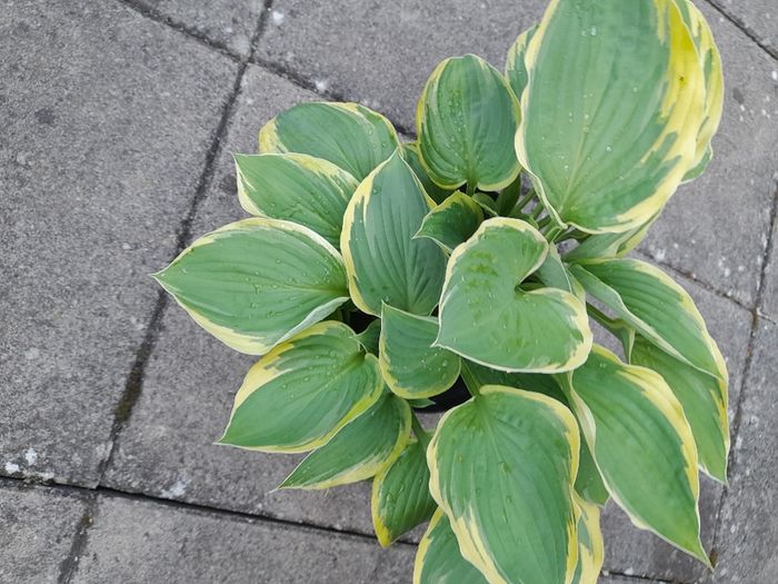 Hosta Plants
