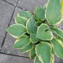 Hosta Plants Image 2