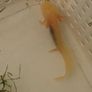 Axolotl Image 4
