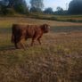 Highland Bull Image 2
