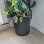 Interior planter Image 3