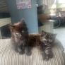 kittens Image 6