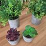 Artificial plants & pots Image 4