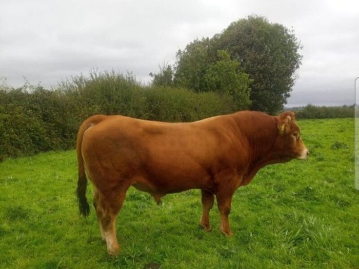 Limousin Bull