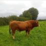 Limousin Bull Image 4