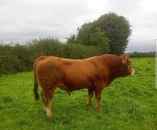 Limousin Bull
