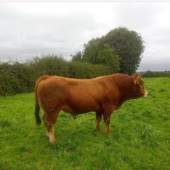 Limousin Bull