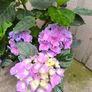 garden plants Image 2