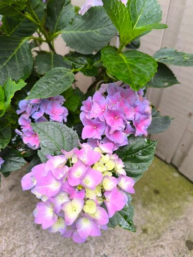 garden plants