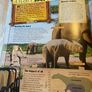 The Animal Book - Miles Kelly Image 3