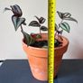 Tradescantia plant Image 4
