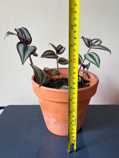 Tradescantia plant
