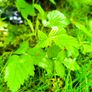 Raspberry plants Image 4