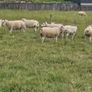14 Texel Hoggetts Image 7