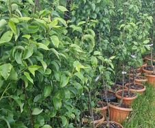 Premium Fruit Trees (Pear, Plum & Cherry)  Instan