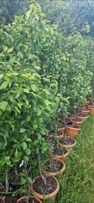Premium Fruit Trees (Pear, Plum & Cherry)  Instan