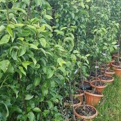 Premium Fruit Trees (Pear, Plum & Cherry)  Instan