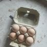 Light sussex hatching eggs Image 3