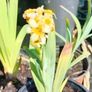 Yellow Mexican satin flower plant Pale yellow-eyed grass, perennial. Image 3