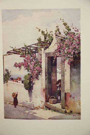 The Flowers and Gardens of Maderia.
