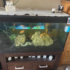 fish tank 200l