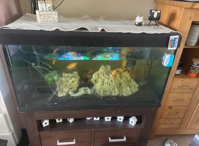 fish tank 200l