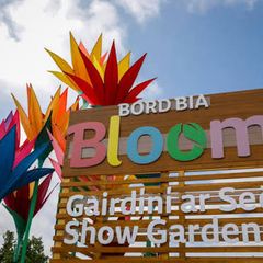 Bloom Festival- Sarurday Ticket
