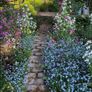 5 plants forget-me not cottage garden Image 3