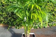 Kentia Palm