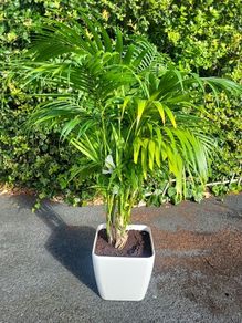 Kentia Palm