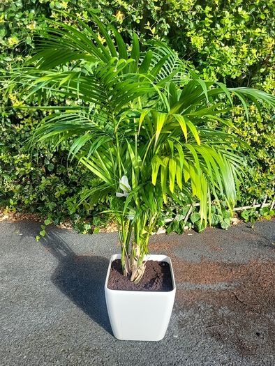 Kentia Palm