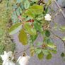 Plant Image 2