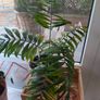 Parlour Palm Image 3