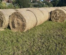 Hay