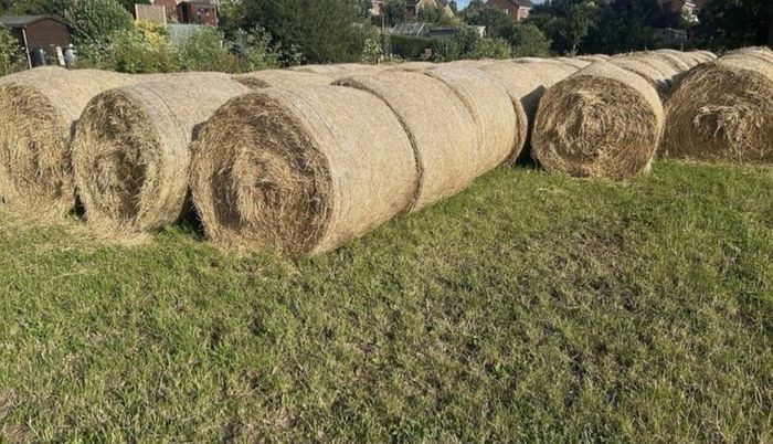 Hay