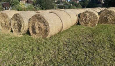 Hay