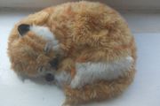 immitation of cat ,toy