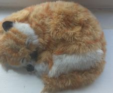 immitation of cat ,toy