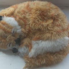 immitation of cat ,toy