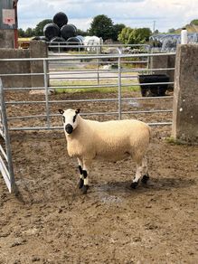 Smashing pb nr Kerry hill ram