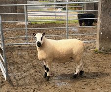 Smashing pb nr Kerry hill ram