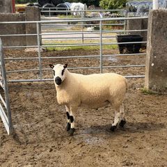 Smashing pb nr Kerry hill ram