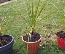 Cordyline Australis Palm tree