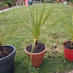 Cordyline Australis Palm tree