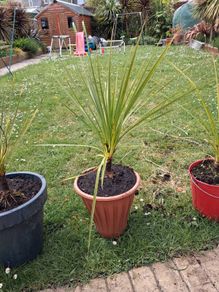 Cordyline Australis Palm tree
