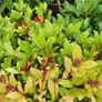 Laurel Hedging ONE EURO Image 5