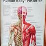 "Human Body: Posterior"  anatomical poster in wooden glazed frame  size 41x84cm Image 4