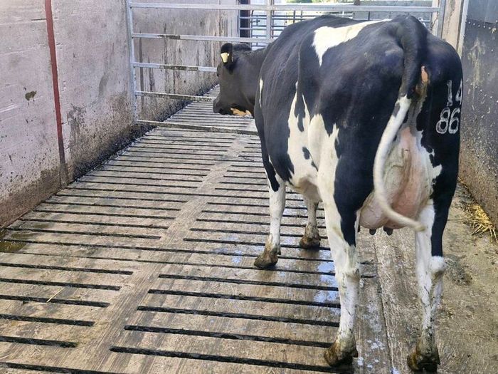 Freshly calved young cows