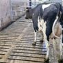 Freshly calved young cows Image 3