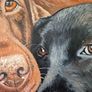 Black & Chocolate Labrador - oil painting Image 3